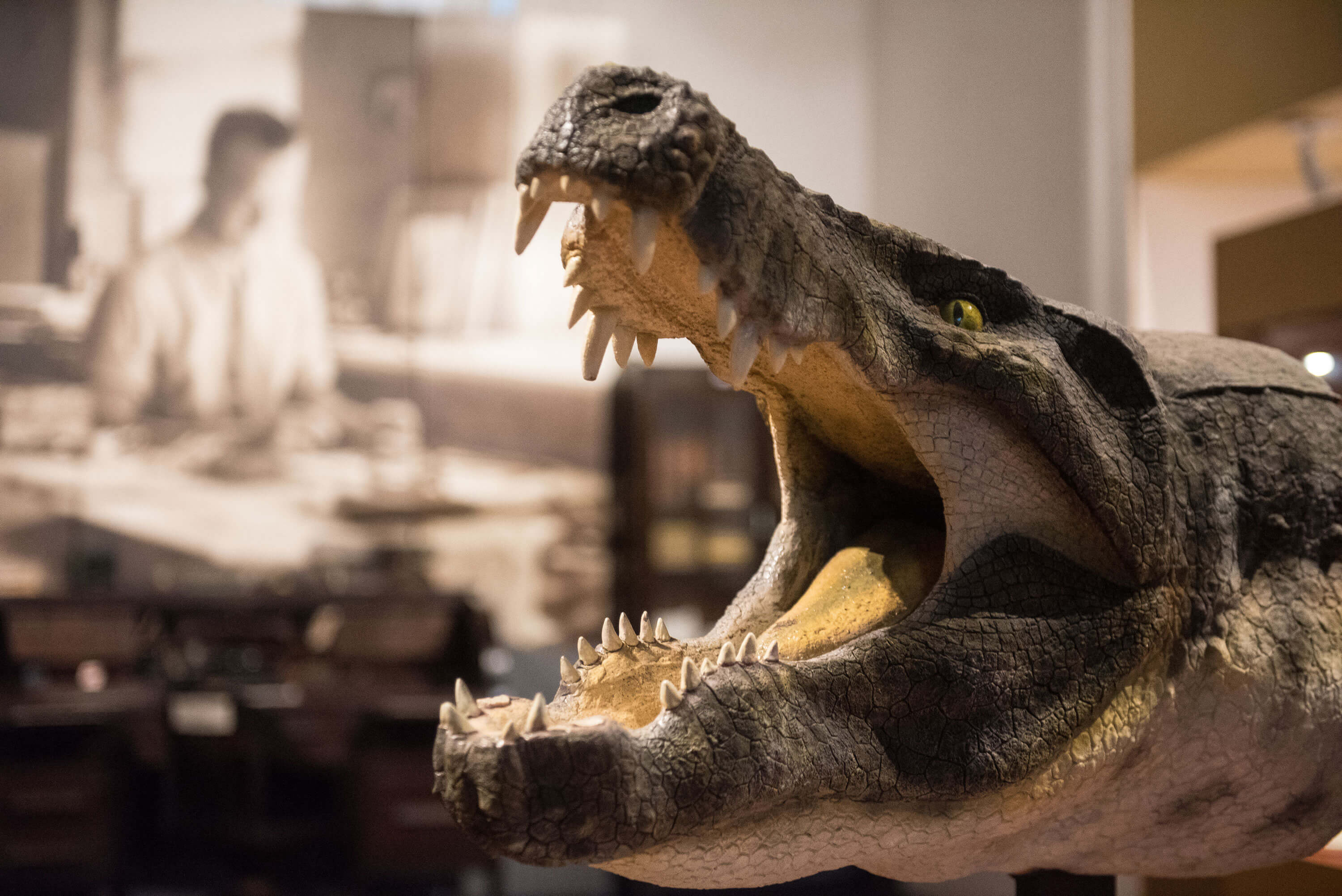 ReconstituiÃ§Ã£o da cabeÃ§a do Crocodiliano Stratiotosuchus, encontrado no CretÃ¡ceo (80 milhÃµes de anos) nos estado de SÃ£o Paulo