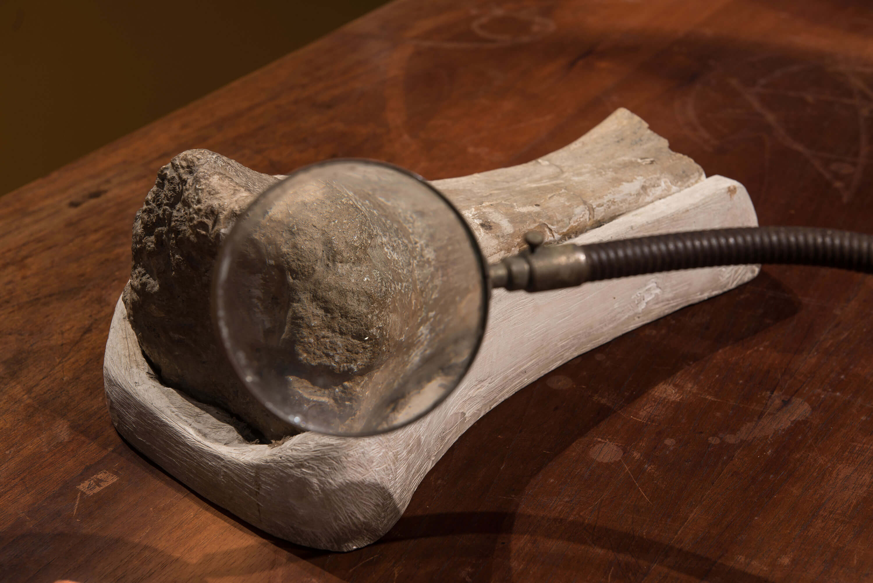 Detalhe de um osso de dinossauro, encontrado em Uberaba, no TriÃ¢ngulo Mineiro