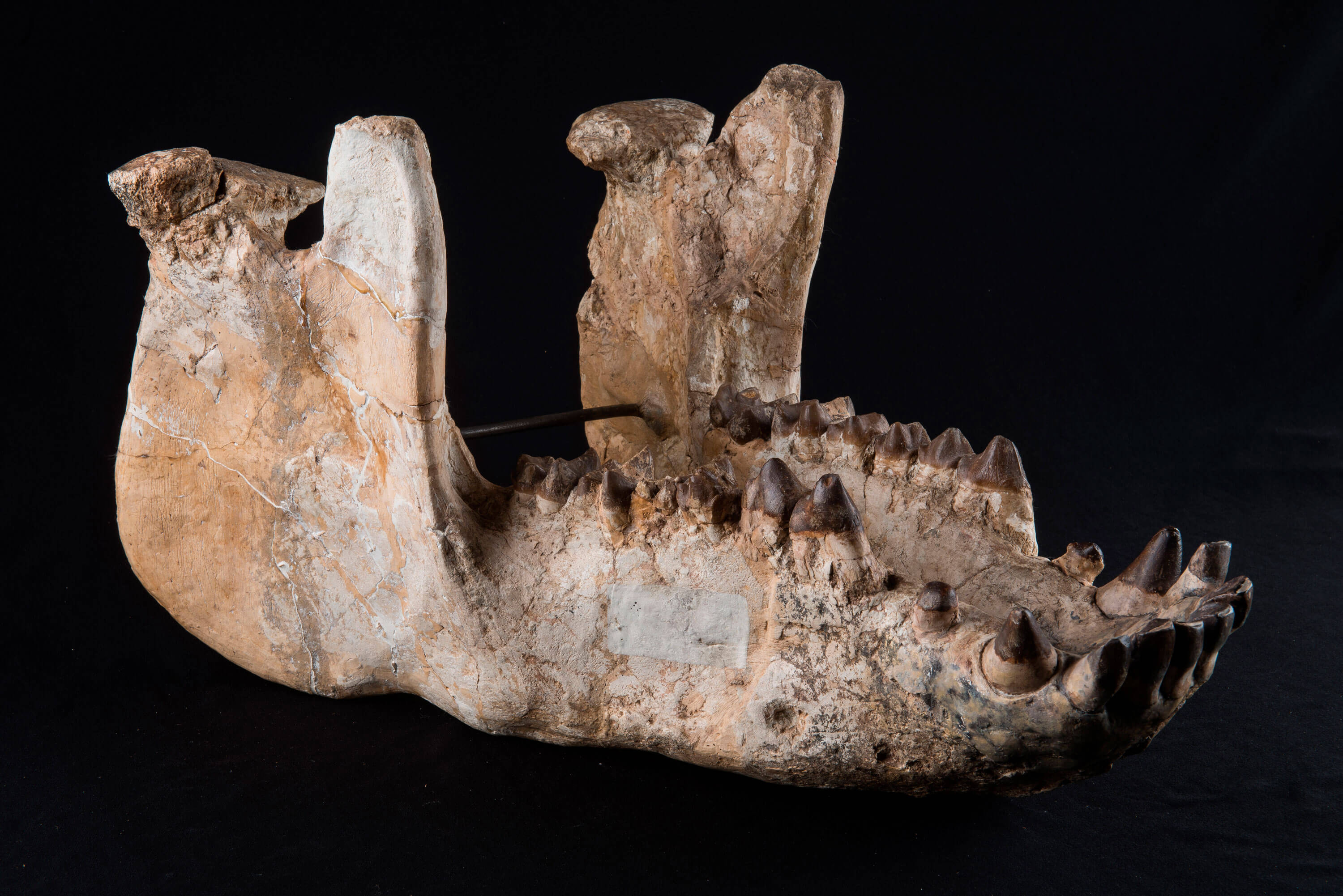Carodnia Vieirai - mamífero do Palioceno só encontrado na América do Sul